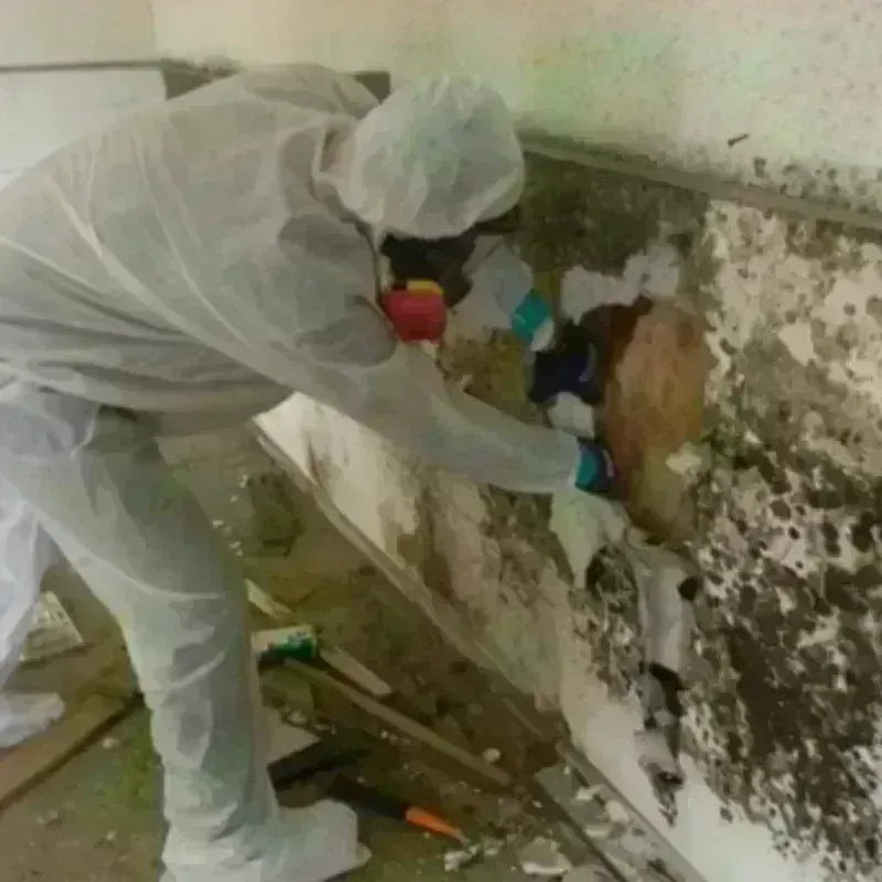 Mold Remediation and Removal in McAllen, TX